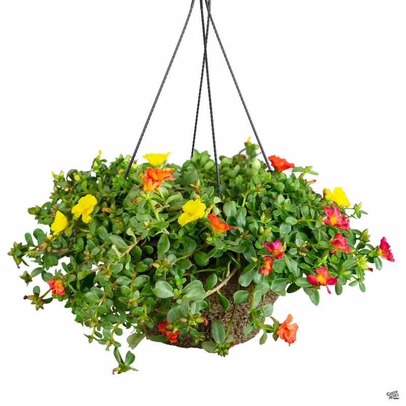 Hanging Basket 10"