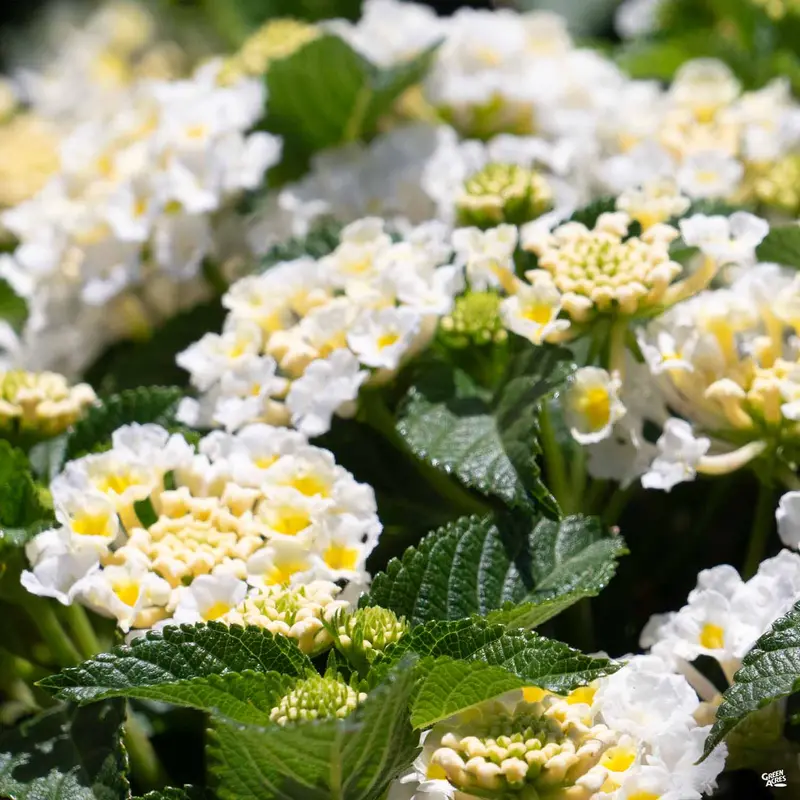 Havana™ Lantana