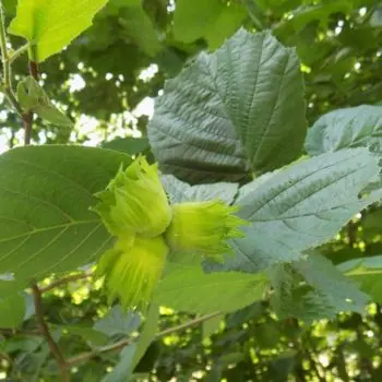Hazelnut 'Wepster' (Corylus avellana) SN