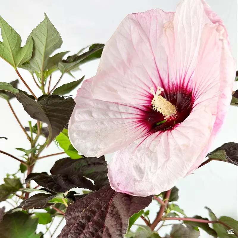 Head Over Heels® Blush Hibiscus
