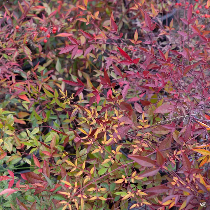 Heavenly Bamboo 'Compacta'