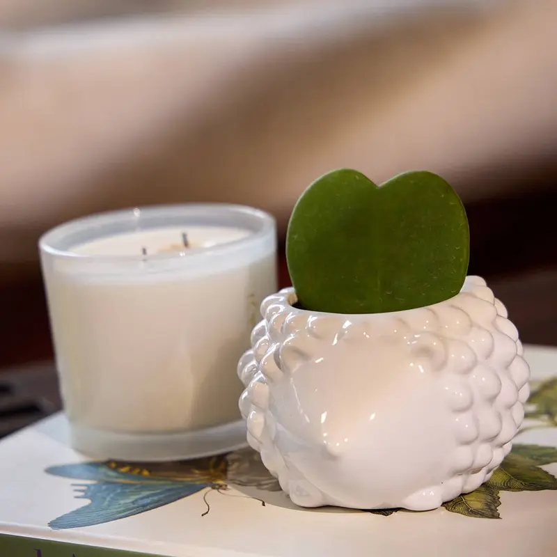 Hedgehog Succulent Pot 4"