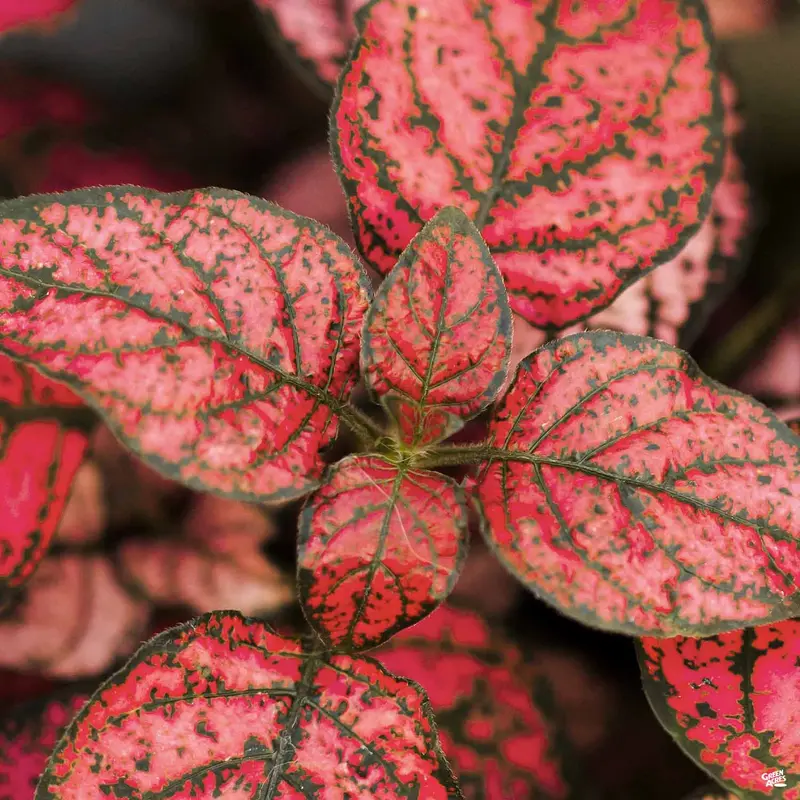 Hippo® Red Polka Dot Plant