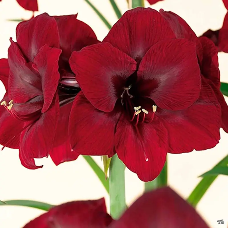 Holiday Amaryllis