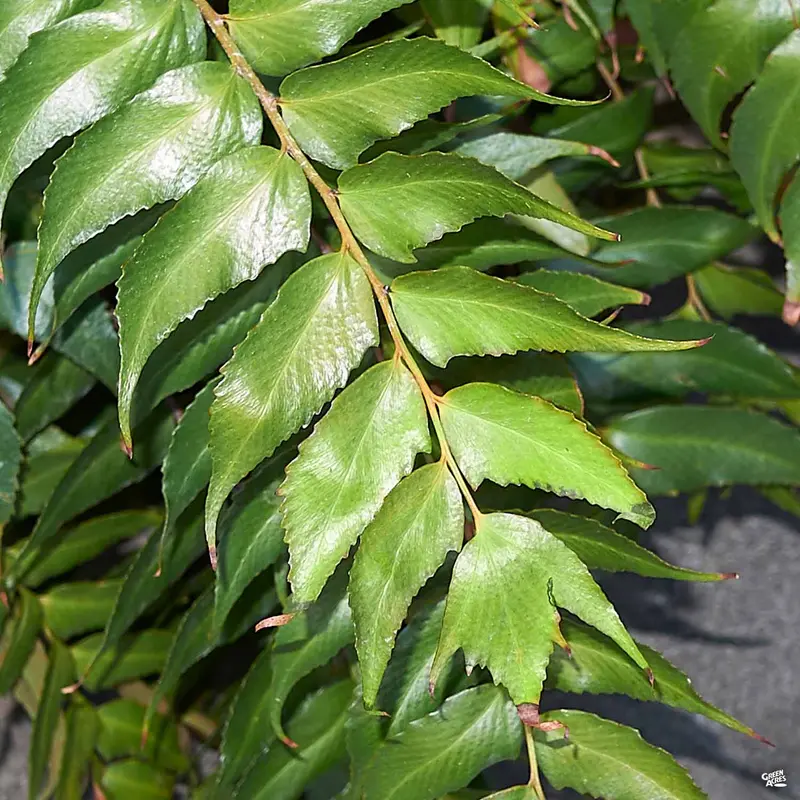 Holly Fern