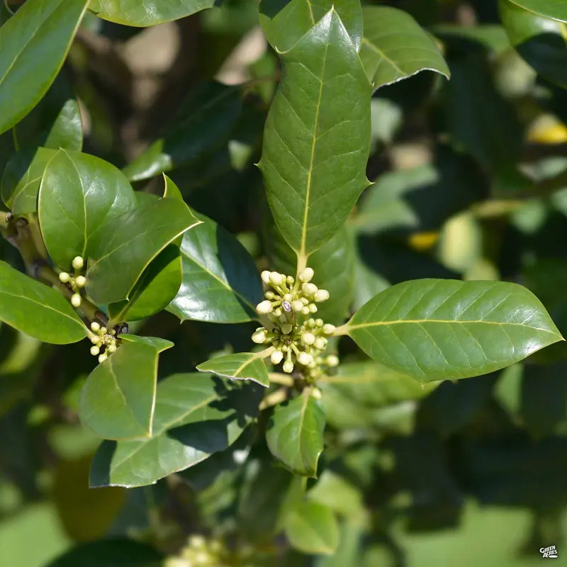 Holly 'Nellie R. Stevens'