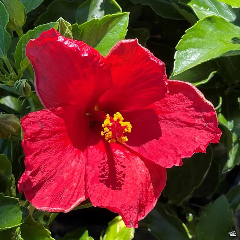 Hollywood® Series Tropical Hibiscus