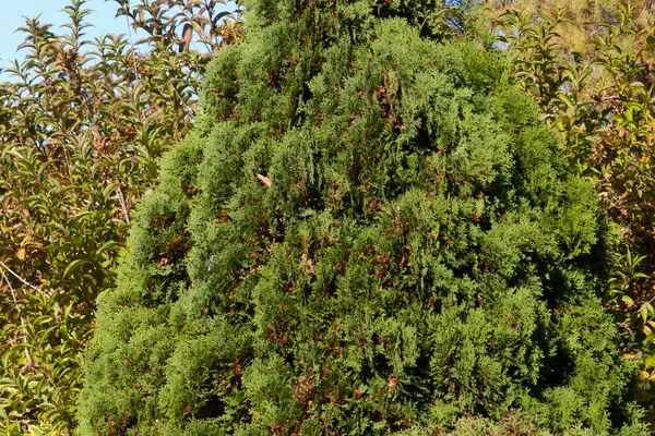 Holmstrup Arborvitae-Green