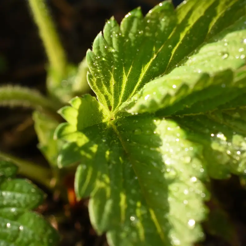 Honeoye Strawberry