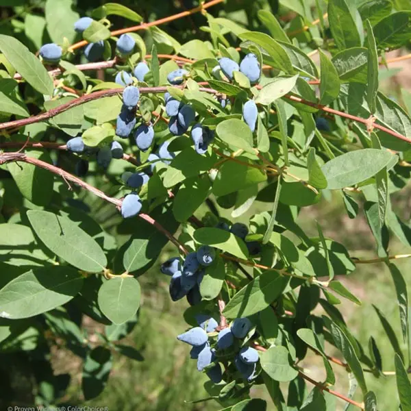 Honeyberry 'Taka' (Lonicera caerulea)