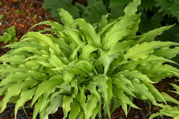 Hosta - Curly Fries