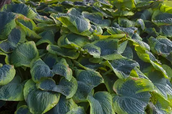 Hosta - Frances Williams