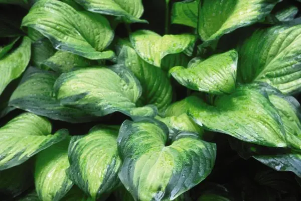 Hosta - Guacamole