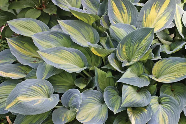 Hosta - June