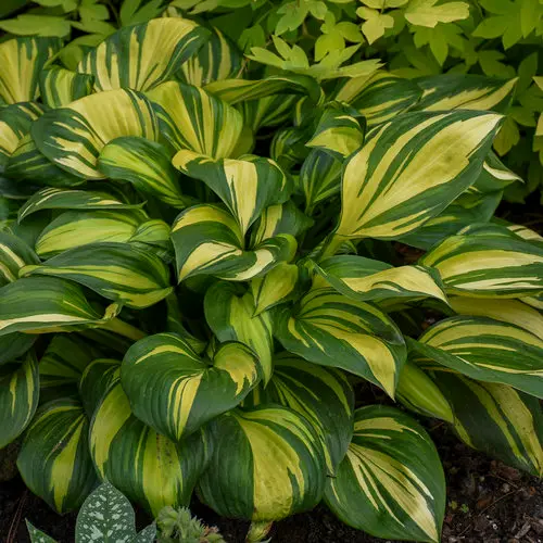 Hosta - Rainbow's End