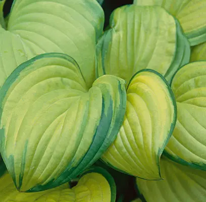 Hosta - Stained Glass