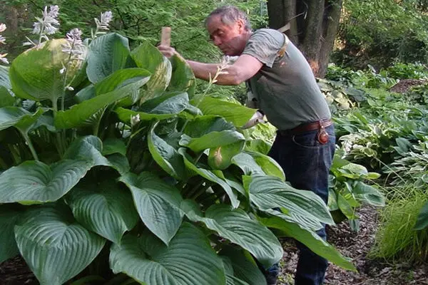 Hosta- Waterslide Shadowland