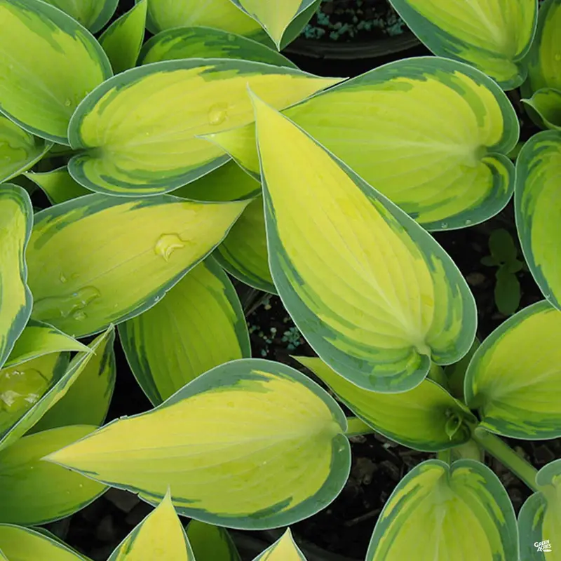 Hosta