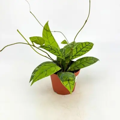 Hoya callistophylla (Wax Plant)