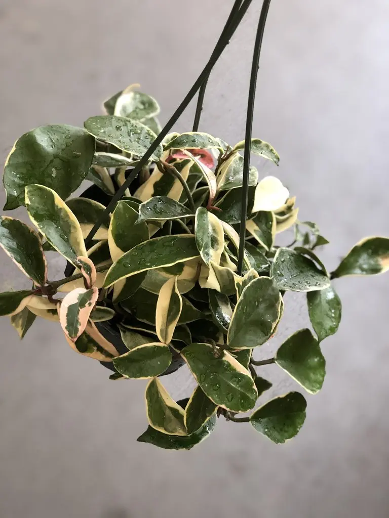 Hoya carnosa 'Krimson Queen/Tricolor' (Wax Plant)