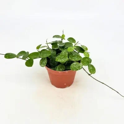 Hoya mathilde (Wax Plant)