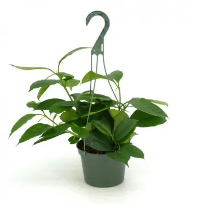 Hoya multiflora (Shooting Star Wax Plant)