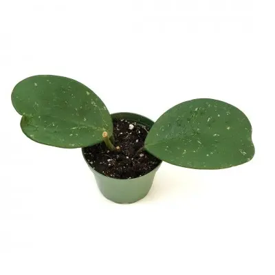 Hoya obovata (Wax Plant)
