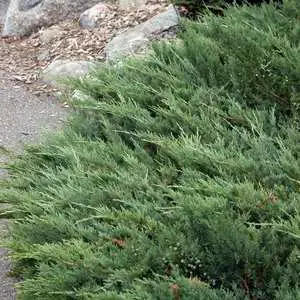 Hughes Juniper