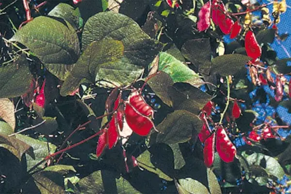 Hyacinth Bean (Dolichos lablab ‘Ruby Moon’)