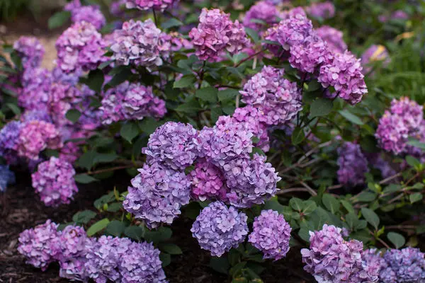 Hydrangea- BloomStruck-Pink/Blu/Pur