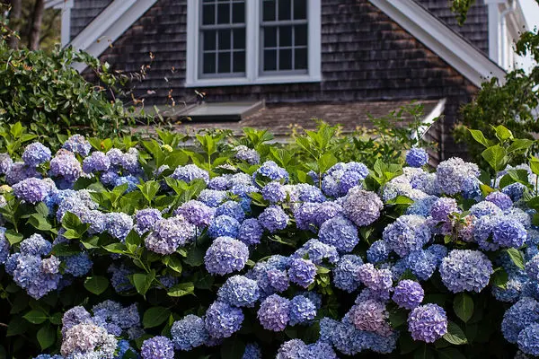 Hydrangea- Endless Summer the Original-Pink to Blue