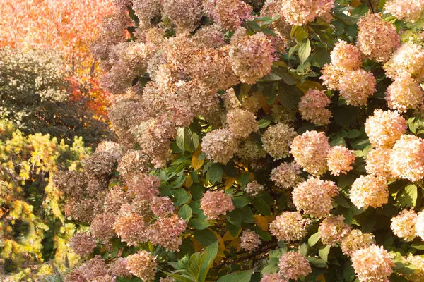 Hydrangea- Limelight Hydrangea 2 gal