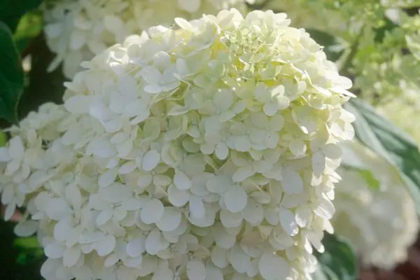 Hydrangea- Limelight Hydrangea Tree Form