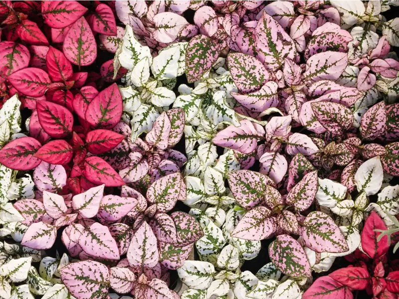 Hypoestes phyllostachya (Polka Dot Plant)