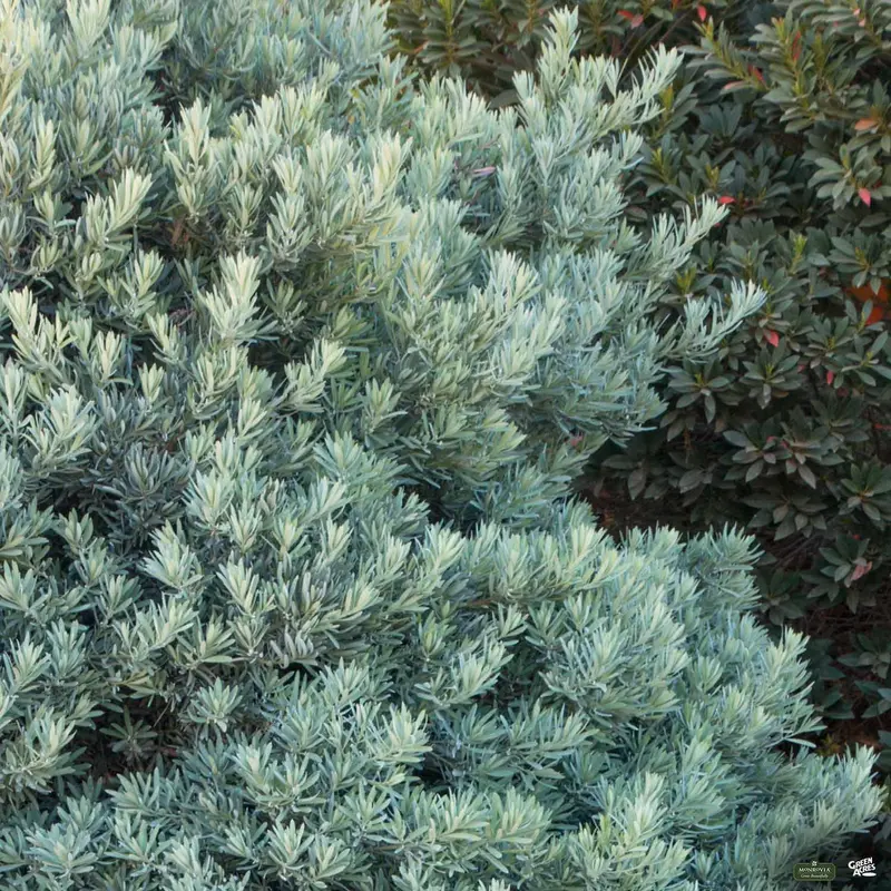 Icee Blue® Fern Pine | Monrovia