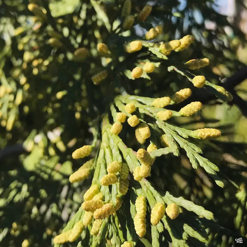Incense Cedar
