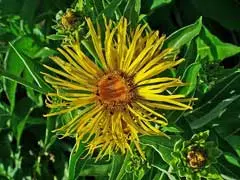 Inula helenium (Elecampane)