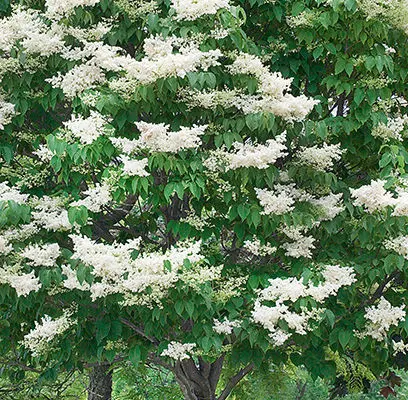 Ivory Silk Lilac-#20 Gallon