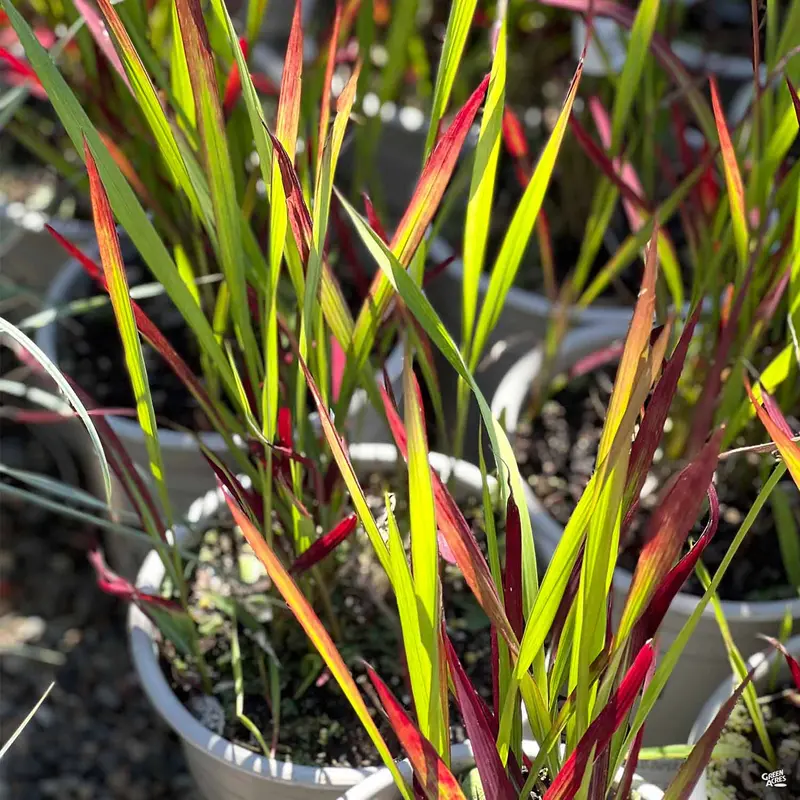 Japanese Blood Grass
