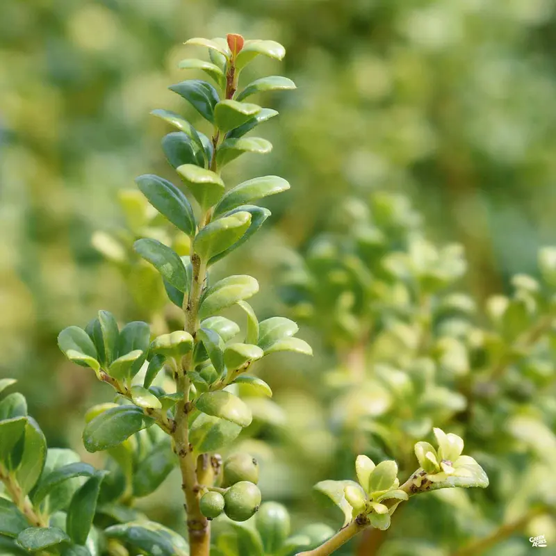 Japanese Holly 'Soft Touch'