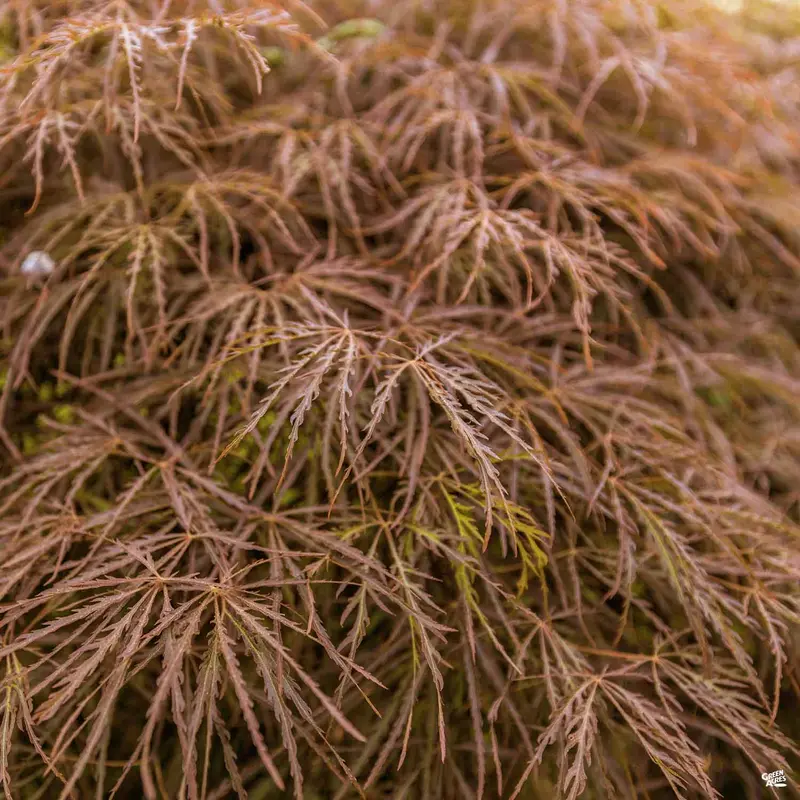 Japanese Laceleaf Maple 'Baldsmith'