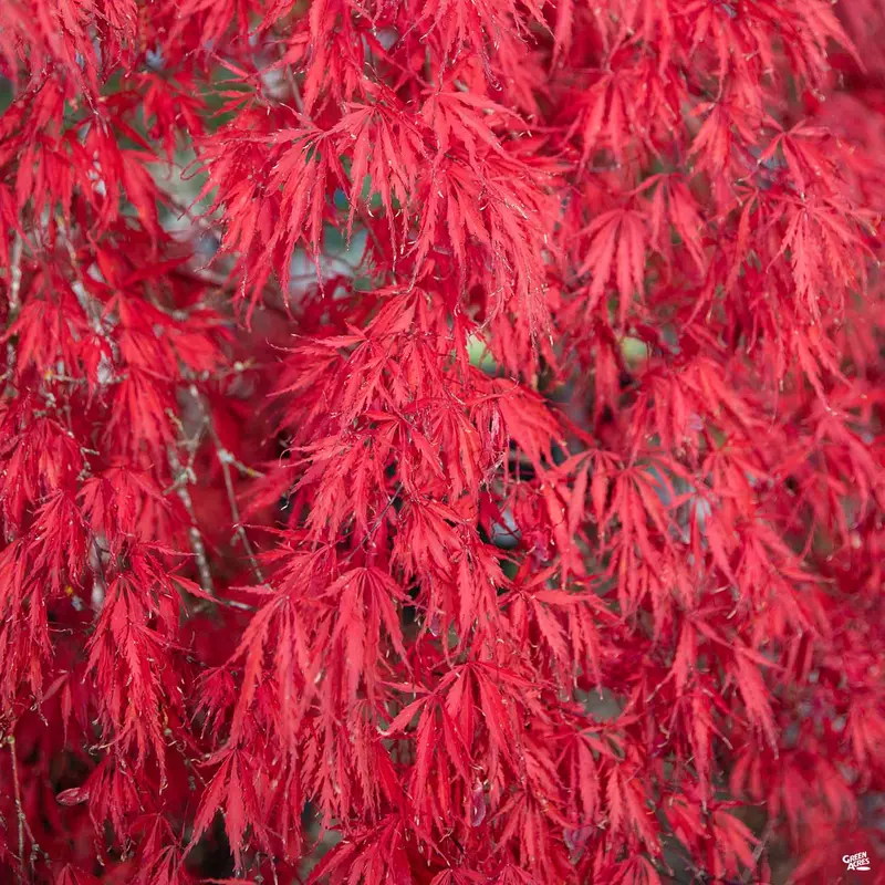 Japanese Laceleaf Maple 'Garnet'