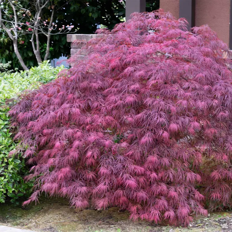 Japanese Laceleaf Maple 'Red Dragon'