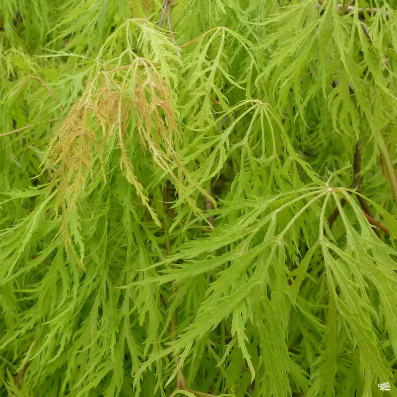 Japanese Laceleaf Maple 'Viridis'