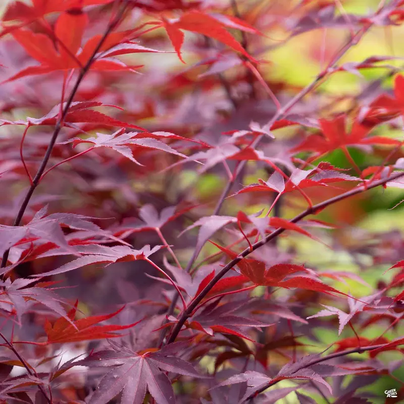 Japanese Maple 'Fireglow'