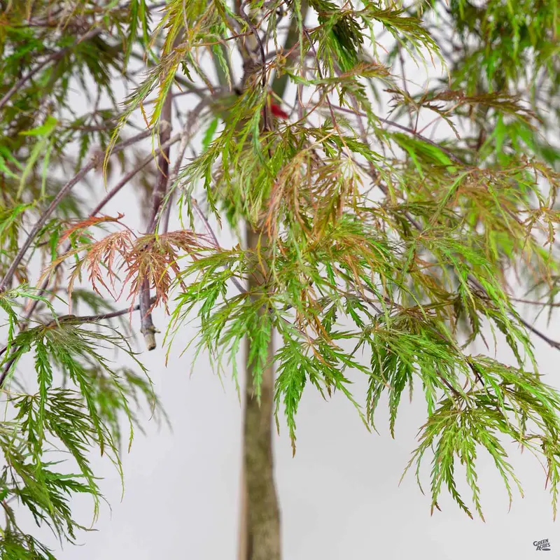 Japanese Maple 'Inaba Shidare'