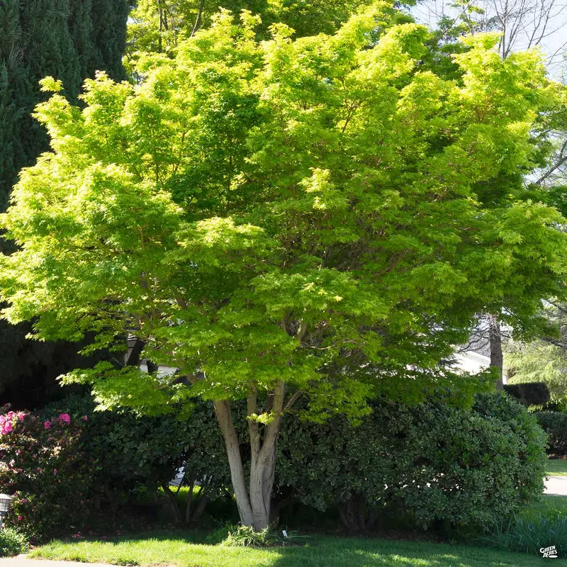 Japanese Maple Multi-Trunk