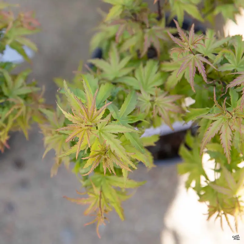 Japanese Maple 'Sharp's Pygmy'