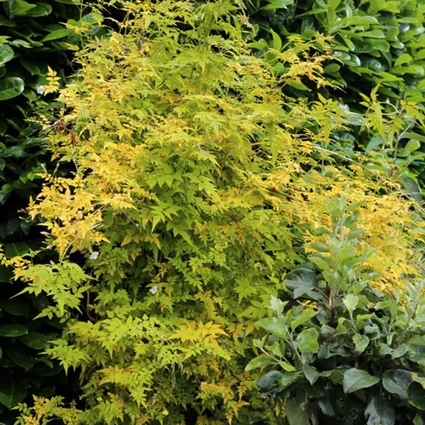 Jasmine 'Fiona Sunrise' (Jasminum Officinale)