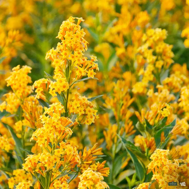 Jessamine 'Orange Peel' | Monrovia